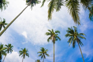 Gökyüzü deniz plajına Hindistan cevizi palmiye ağacı karınca görünümü