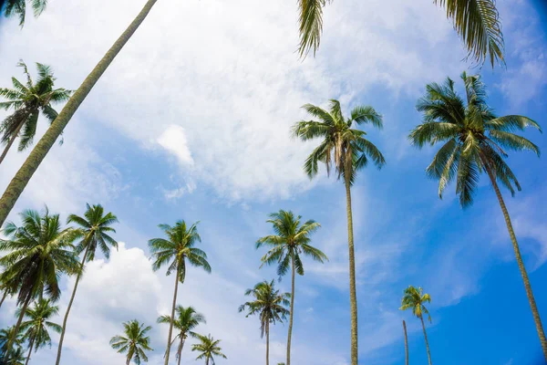 Coconut palm tree ant view to sky sea beach