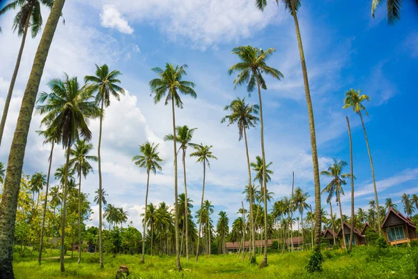 Coconut palm tree ant view to sky sea beach — Stock Photo, Image