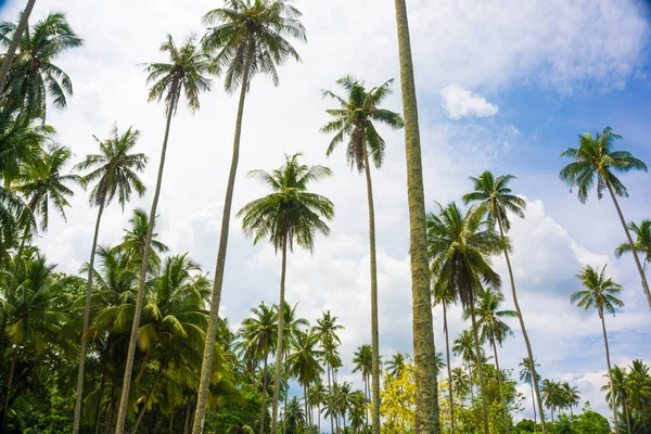 Gökyüzü deniz plajına Hindistan cevizi palmiye ağacı karınca görünümü