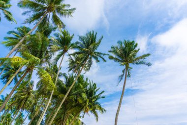 Hindistan cevizi ağacı ile Egzotik deniz plajı tropikal ada
