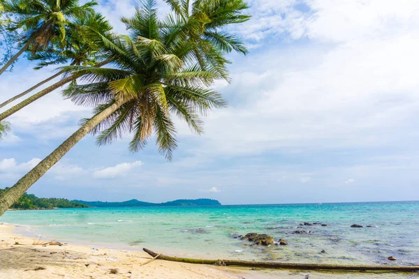 Exotic sea beach tropical island with coconut tree — Stock Photo, Image