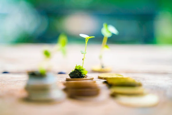 Planta en moneda concepto de crecimiento del negocio —  Fotos de Stock