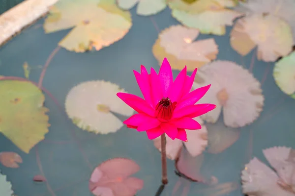 Colorida flor de lutis de lirio de agua rosa en estanque del parque —  Fotos de Stock