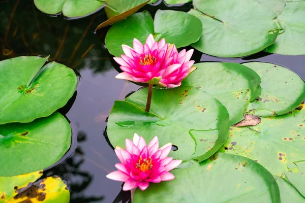 Colorida flor de lutis de lirio de agua rosa en estanque del parque —  Fotos de Stock