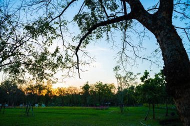 Şehir parkında siluet ağacı günbatımı Clo ile renkli gökyüzü