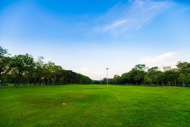 Şehir parkında siluet ağacı günbatımı Clo ile renkli gökyüzü