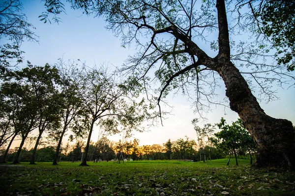 Закат силуэта дерева в городском общественном парке раскрашивает небо в клоу — стоковое фото