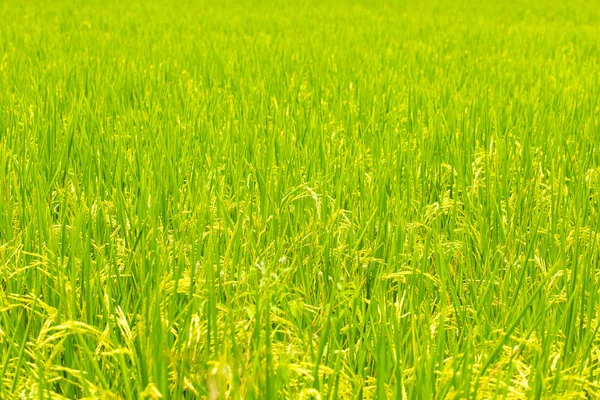 Plantation of yellow paddy rice farmland — Stock Photo, Image