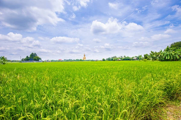 Plantage von Reisfeldern mit gelbem Reis — Stockfoto