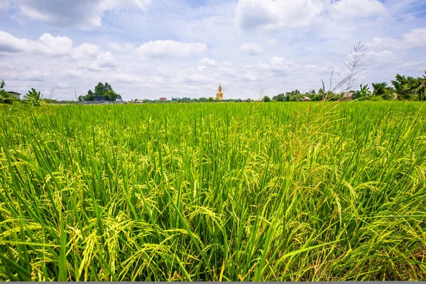 Ladang kebun padi cerah hari biru cerah langit dengan awan — Stok Foto