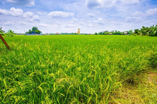 Reisplantage Feld sonniger Tag blauer Himmel mit Wolken — Stockfoto