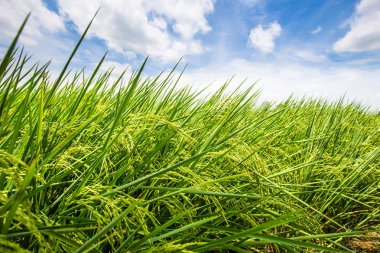 Çeltik pirinç ekim alanı hasat için hazır 