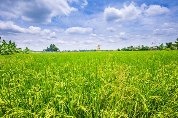 Reisplantage Feld sonniger Tag blauer Himmel mit Wolken — Stockfoto