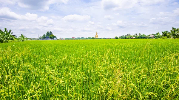 Reisplantage Feld sonniger Tag blauer Himmel mit Wolken — Stockfoto