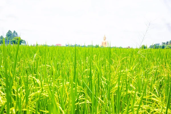 Perkebunan sawah kuning sawah — Stok Foto