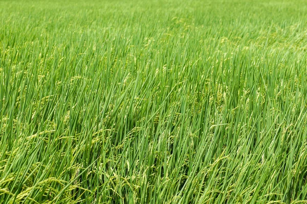 A hántolatlan rizs ültetvény mezője készen áll a betakarításra — Stock Fotó