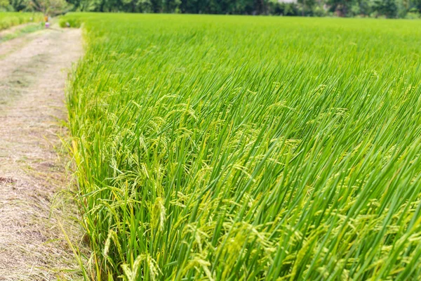 Ladang perkebunan padi siap untuk panen — Stok Foto