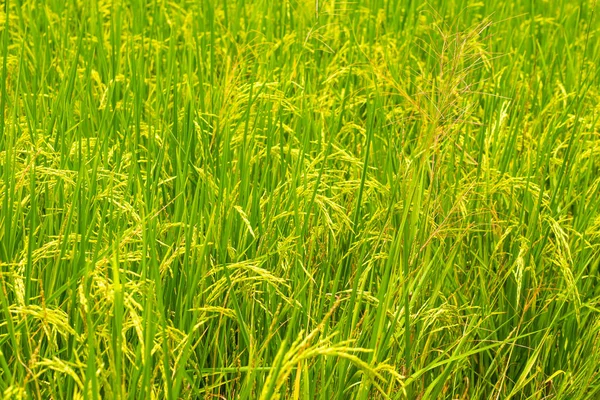 Plantation of yellow paddy rice farmland — Stock Photo, Image