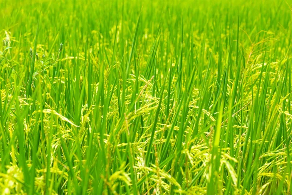 Sarı çeltik pirinç tarım arazisi ekimi — Stok fotoğraf