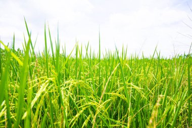 Çeltik pirinç ekim alanı hasat için hazır 
