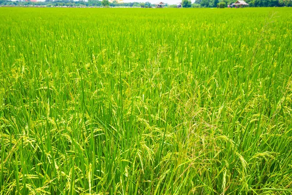 A sárga hántolatlan rizs termőföld ültetvénye — Stock Fotó