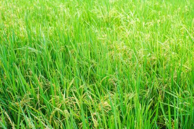 Çeltik pirinç ile pirinç ekim alanı