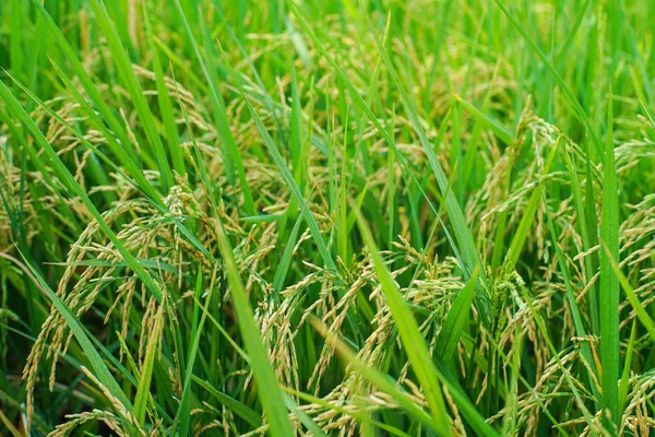Рисовое поле с рисовым рисовым полем — стоковое фото