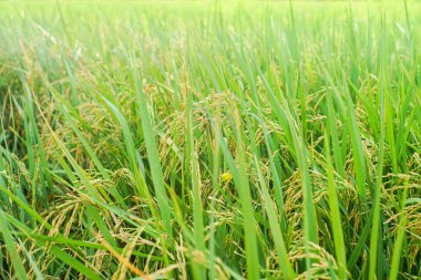 Çeltik pirinç ile pirinç ekim alanı