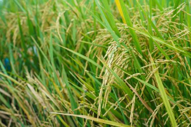 Çeltik pirinç ile pirinç ekim alanı