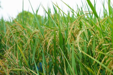 Çeltik pirinç ile pirinç ekim alanı