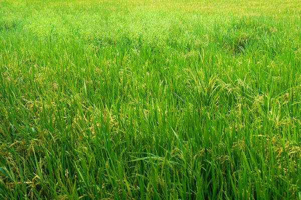 Çeltik pirinç ile pirinç ekim alanı — Stok fotoğraf