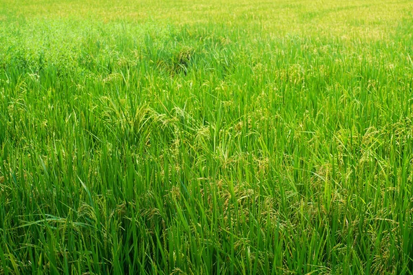 Rizs ültetvény mező hántolatlan rizzsel — Stock Fotó