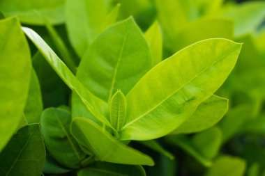 Yeşil ağaç yaprağı seçici odağı kapatın