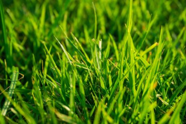 Yeşil flora çim çiy su damla ile güneş ışığı yakın