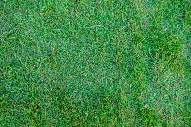 Soyut yeşil yaprak çim doku arka plan