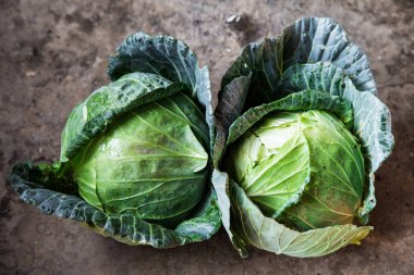 Organik çiğ taze yeşil lahana çiftliği hasadı