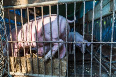 Geleneksel domuz çiftliğinde yemek yiyen domuz grubu