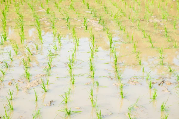 Reisfelder mit grünen Reisplantagen — Stockfoto
