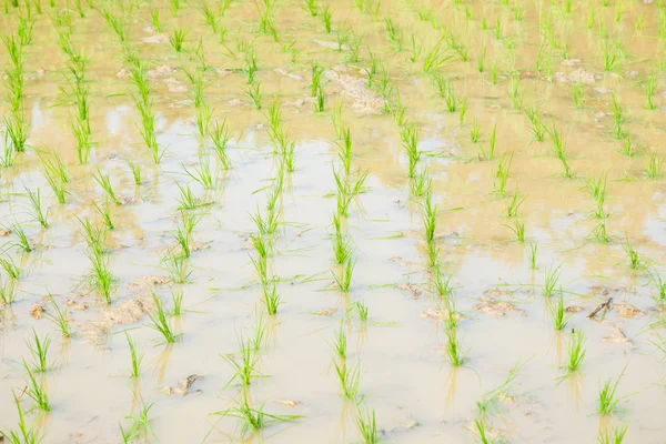 Paddy Green Rice Plantation Field — Stockfoto