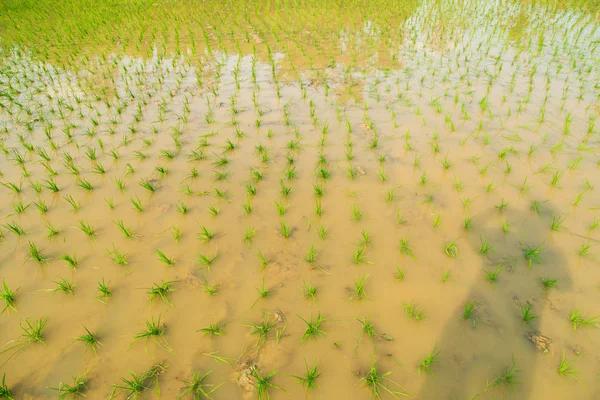 Paddy plantation de riz vert champ — Photo