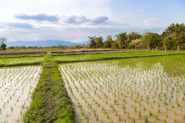 Paddy plantation de riz vert champ — Photo