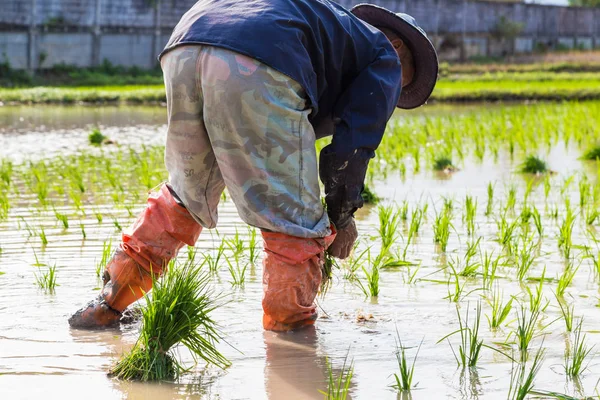 Paddy green rice plantation field — Stock Photo, Image