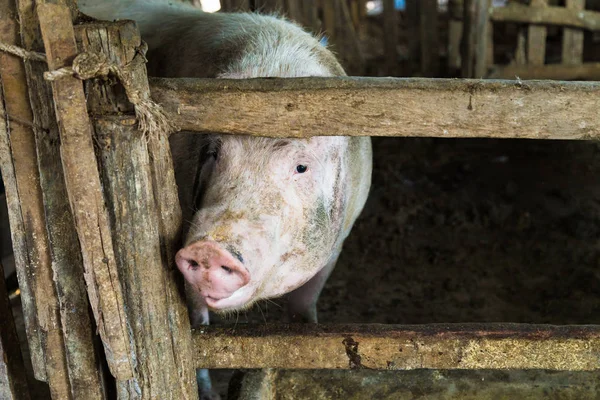 Грязная свинья на традиционных почвенных фермах — стоковое фото