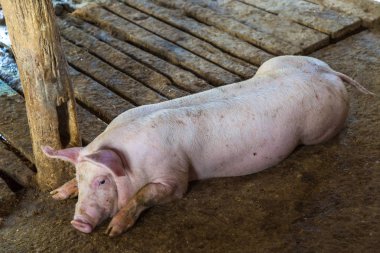Domuz genç domuz yavrusu tarım arazisi