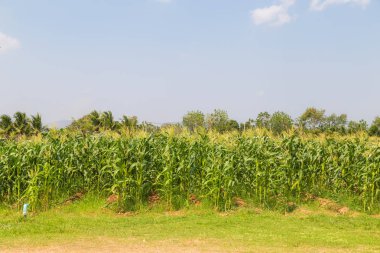 Mavi gökyüzü ile Mısır tarla tarım arazisi