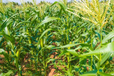 Mavi gökyüzü ile Mısır tarla tarım arazisi