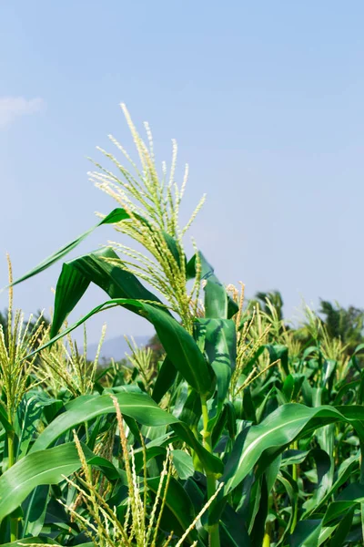 Campo de maíz tierras de cultivo con cielo azul — Foto de Stock