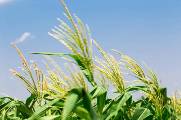 Campo de maíz tierras de cultivo con cielo azul — Foto de Stock