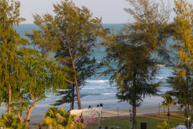 Deniz sahilinde çam ağacı ormanı